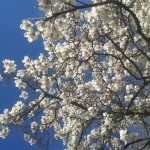 LA MENTE, UN GIARDINO – Percorso in gruppo per la cura dei processi della mente e  la prevenzione delle ricadute depressive con Erika Agresti – Torino, dal 28 ottobre 2015